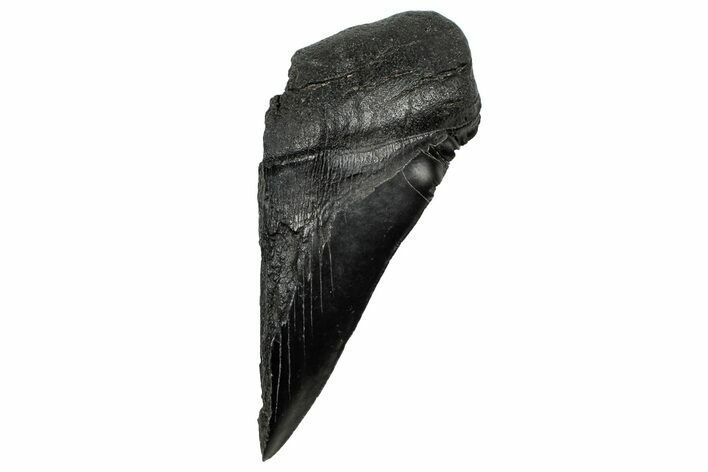 Partial Fossil Megalodon Tooth - Serrated edge #328982